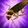 Tainted Cockroach Icon